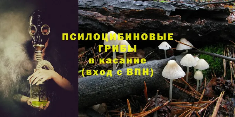 Псилоцибиновые грибы Psilocybine cubensis  Игарка 